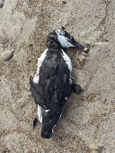 Common Murre