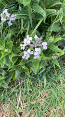 Phlox paniculata