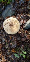 Amanita australis
