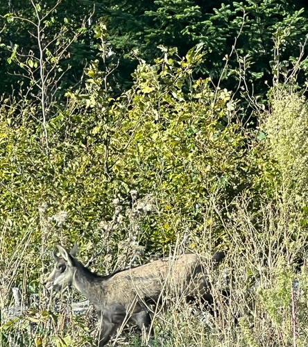 Northern Chamois
