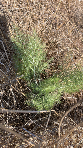 iNaturalist observation photo of fennel