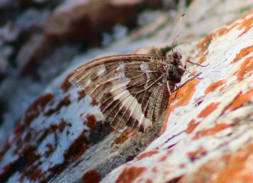 Great Banded Grayling