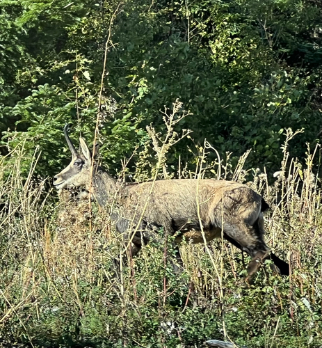 Northern Chamois