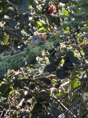 Blue-headed Vireo
