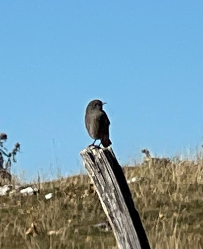 Black Redstart