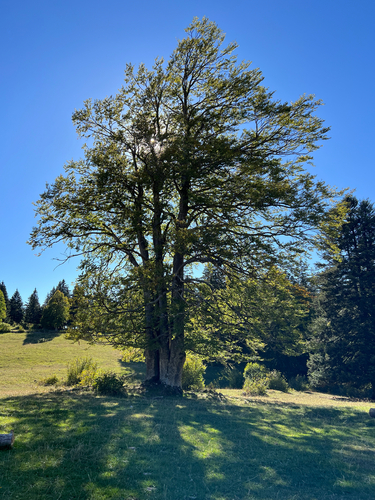 European beech