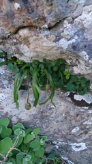 Scilla