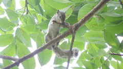 Funambulus pennantii