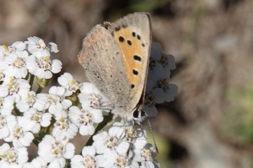 Small Copper
