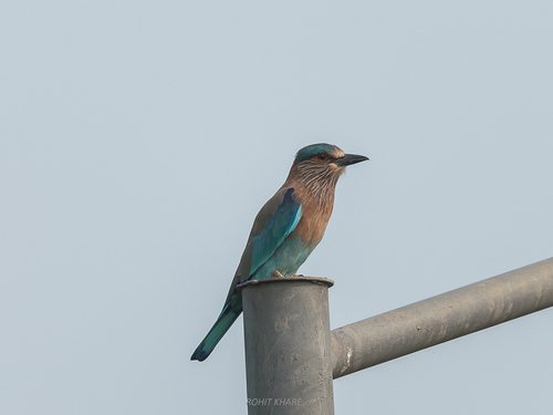 Indian Roller