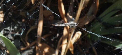 Walckenaer's Feather-legged Spider