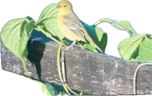 Western Tanager