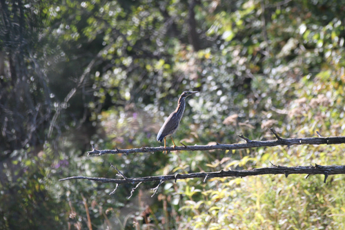 Green Heron