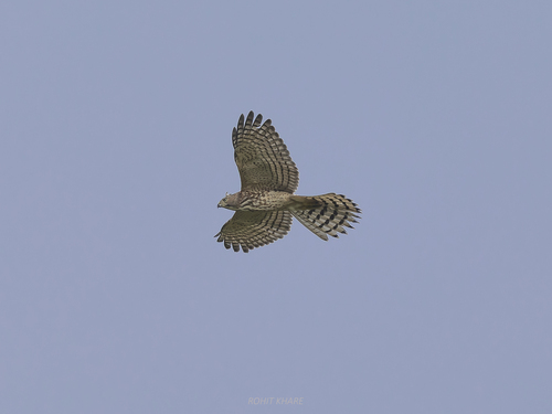 Indian shikra