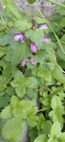Spotted deadnettle