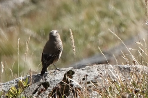 Northern Wheatear