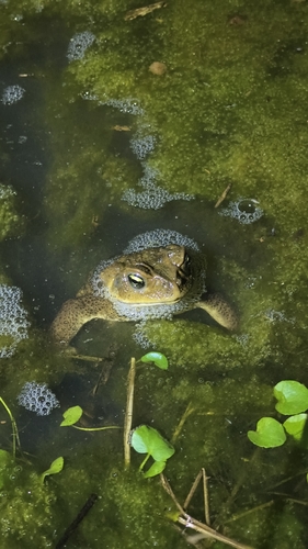 Yellow Cururu Toad