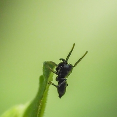 Heliophanus flavipes