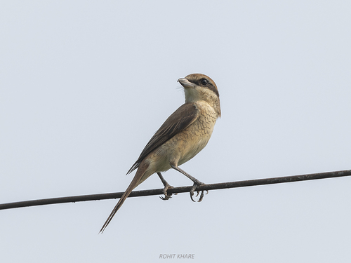 Brown Shrike