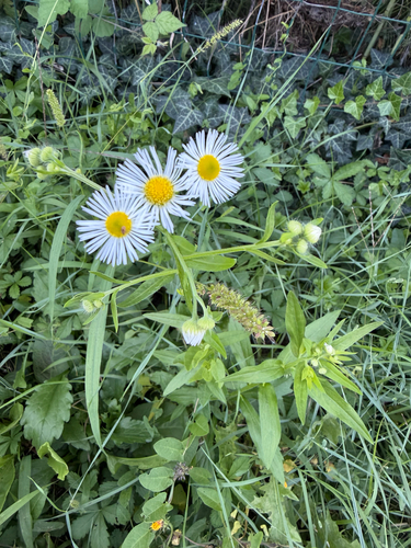 annual fleabane