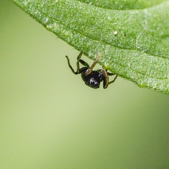 Heliophanus flavipes