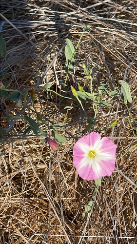 iNaturalist observation photo of field bindweed
