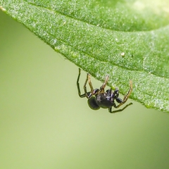 Heliophanus flavipes
