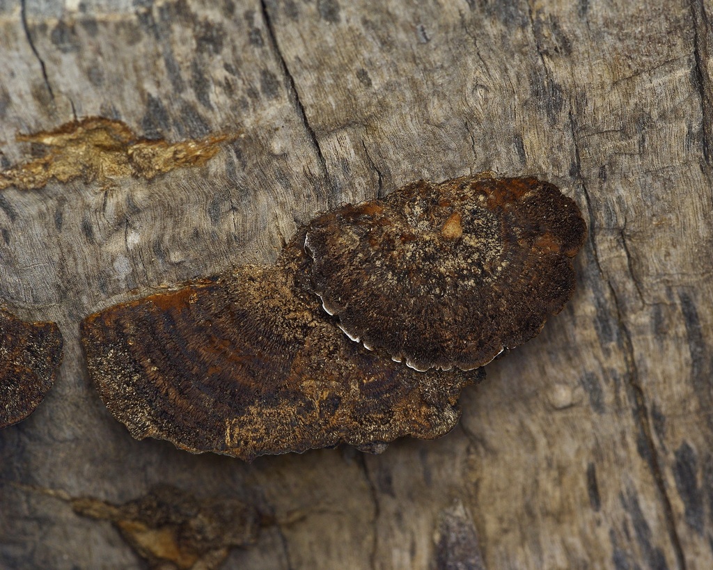 Hairy Hexagonia · September 2026 · photo: Photo: (c) Michelle W. （鍾偉瑋）, some rights reserved (CC BY) · iNaturalist
