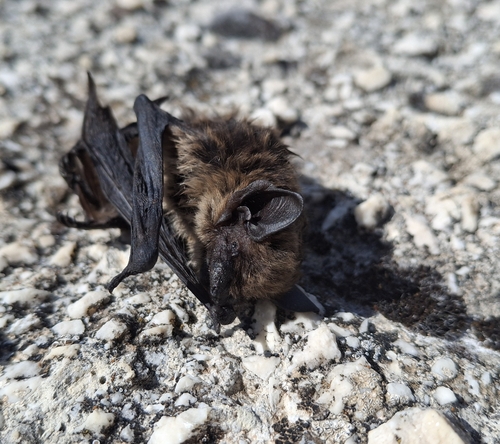 Savi's Pipistrelle