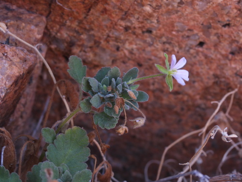 Erodium corsicum, photograph 3