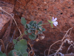 Erodium corsicum, photograph (c) Yves Bas, some rights reserved (CC BY)