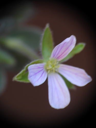 Erodium corsicum, photograph 2