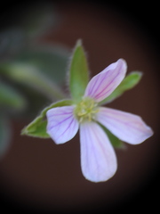 Erodium corsicum, photograph (c) Yves Bas, some rights reserved (CC BY)