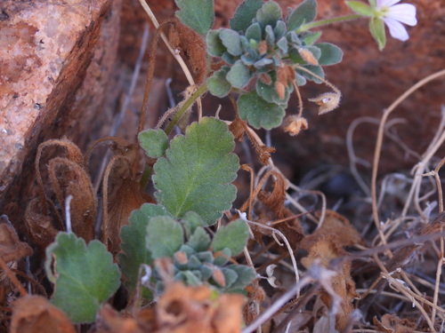 Erodium corsicum