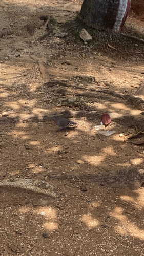 Zenaida Dove