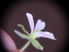 Erodium corsicum, photograph (c) Yves Bas, some rights reserved (CC BY)