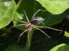 Agelena labyrinthica