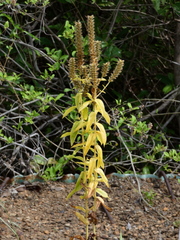 Coutoubea spicata
