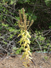 Coutoubea spicata