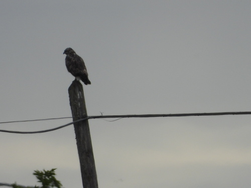 Common Buzzard