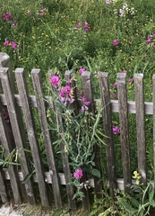 Lathyrus latifolius