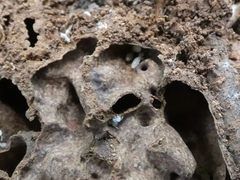 Microcerotermes