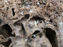 Microcerotermes