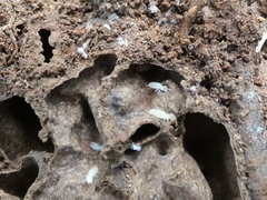 Microcerotermes