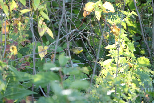 Common Yellowthroat