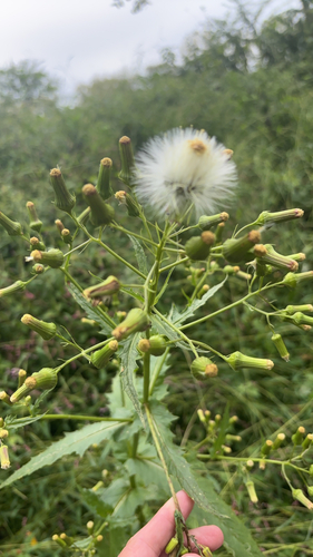 American burnweed