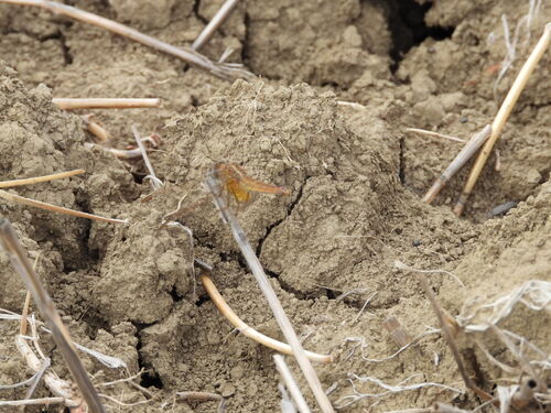 Broad Scarlet