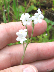 Plagiobothrys tenellus