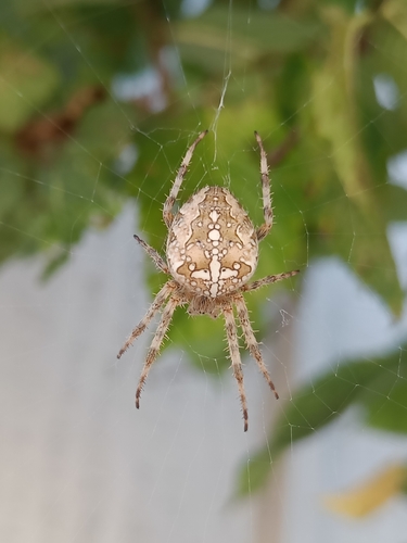 Cross Orbweaver