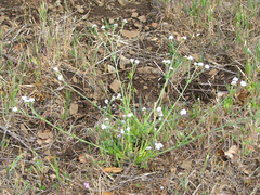 Plagiobothrys tenellus